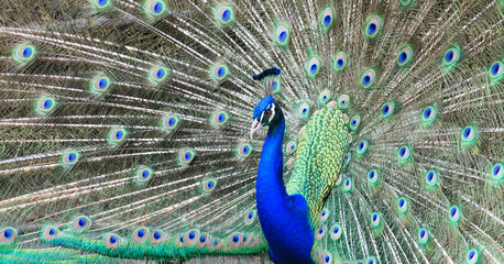 Obraz premium Close-up of beautiful peacock with feathers out