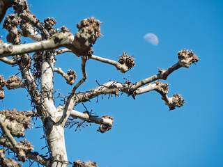Springtime Bare with Crescent Moon