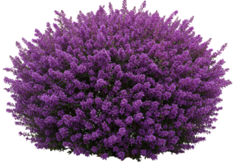 Dense purple flower cluster