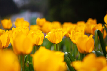 Obraz premium Tulips blooming in the botanical garden