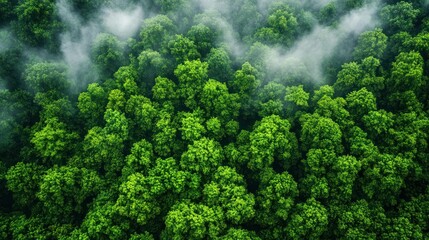 Lush green forest canopy, misty atmosphere