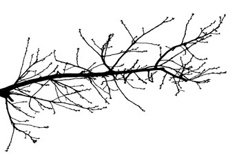 Black and white illustration of natural large old oak tree branch with leaves on white background