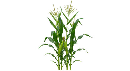 Tall green stalk with yellow blooms and cobs, a plant isolated on pure black background