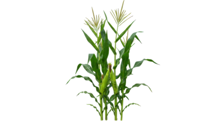 Tall green stalk with yellow blooms and cobs, a plant isolated on pure black background