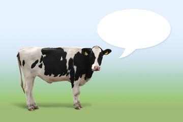 Kuh mit einer Sprechblase und Freiraum für einen Text