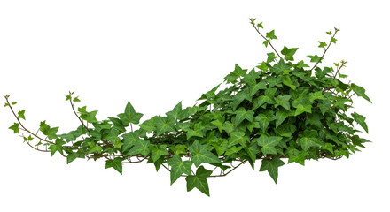 Obraz premium Dense ivy branches and leaves create a winding, textured mass against a black backdrop
