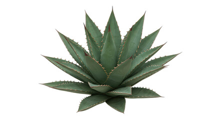 A green, spiky agave plant is seen with red and brown tips against black