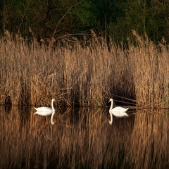 Swans on a pond. White waterfowl in all their glory. A pair of swans during the mating season. A recreation area for waterfowl.Panorama
