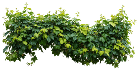 Lush, green ivy with new growth, cascading, isolated on black for graphic design use