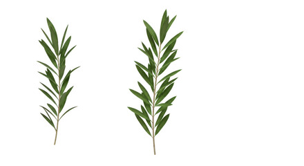 Fototapeta premium Sprigs of rosemary. Green needle-like foliage. Herbs for cooking/flavor. Dark background