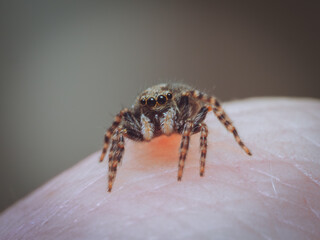 A tiny jumping spider on a finger tip (Pseudeuophrys lanigera)
