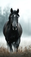 Black horse galloping through misty field in early morning light