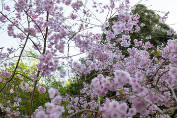 日本、京都、比叡山、春、桜、青空、花、写真素材