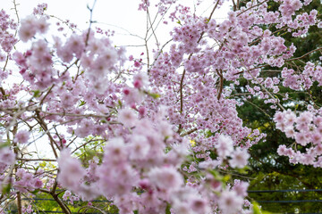 日本、京都、比叡山、春、桜、青空、花、写真素材