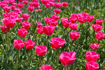 Tulips blooming in the botanical garden
