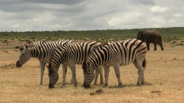 zebras in the savannah