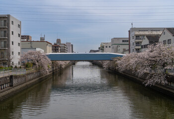 日本、大阪、城市、城東区、橋、春、青空、桜、建物、木、綠色、昭和、川