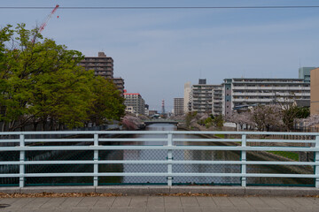 日本、大阪、城市、城東区、橋、春、青空、桜、建物、木、綠色、昭和、川