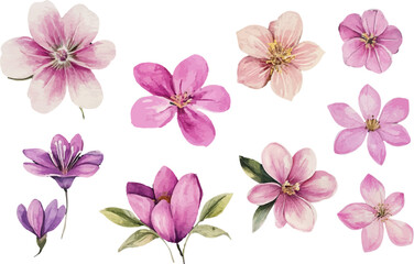 pink flowers on white background