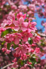 Closeup shot of blooming apple tree pink flowers