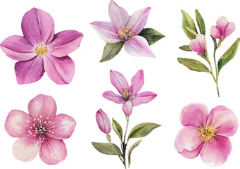set of pink flowers