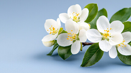 Obraz premium Delicate Blossoms of Spring with Bright Stamens Displayed Against a Pale Blue Background for Freshness