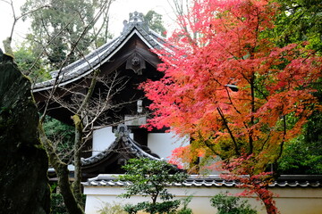 日本、京都、泉涌寺、寺院、秋景、紅葉、黃葉