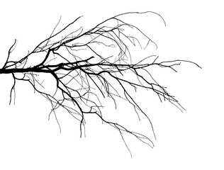 Black and white illustration of natural large old oak tree branch with leaves on white background