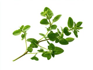 Fresh oregano sprig isolated on white background