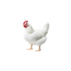 Fototapeta premium White Leghorn Hen Isolated on Transparent Background