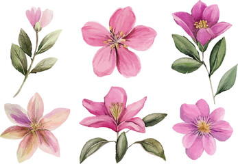 Fototapeta premium pink flowers isolated on white