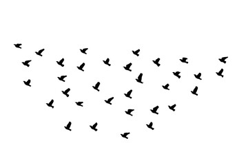 birds silhouette vector/Pigeons Flying Silhouettes