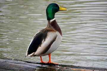 Obraz premium Male mallard duck (Anas platyrhynchos) standing on log by calm pond water surface