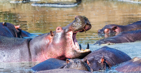 Telephoto of a hippopotamus, Hippopotamus amphibius, floating partially submerged in a hippo pool...