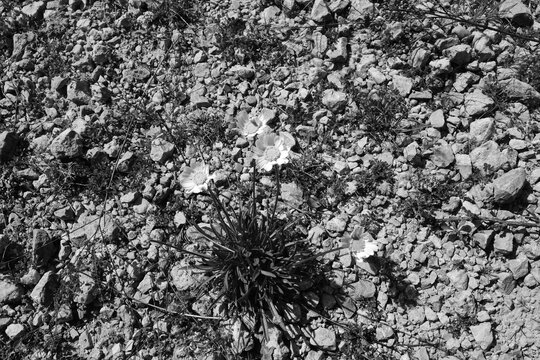 Wildflower in black and white growing from caliche gravel rock in Texas landscape.
