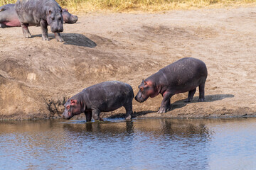 Telephoto of a group of hippopotami, Hippopotamus amphibius, resting ashore and reentering the...