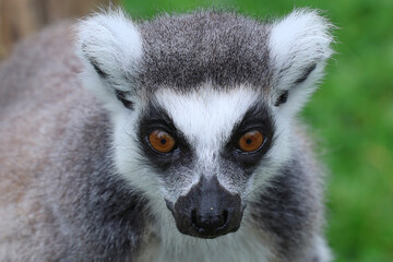 Un lémurien dans un parc zoologique