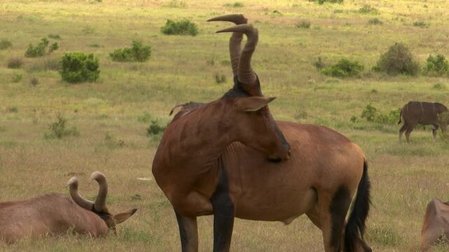 Hartebeest scratching itself