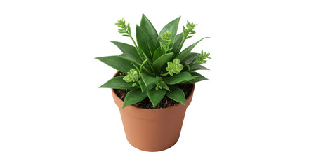 Indoor plant with green leaves and tiny blooms in a brown pot against a black background