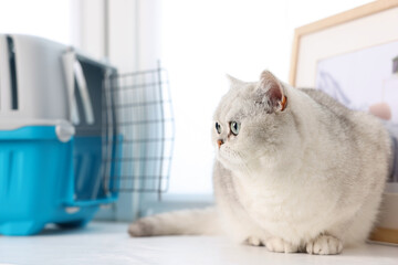 Cute cat and pet carrier on windowsill indoors, selective focus