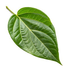 Obraz premium Betel leaf isolated on a transparent background