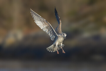 European Herring Gull (Larus argentatus)