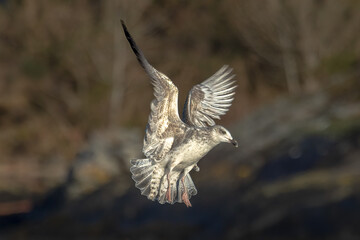 European Herring Gull (Larus argentatus)