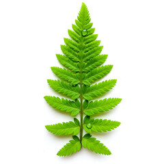 Fern's Delicate Symmetry: A close-up view of a vibrant green fern, showcasing its intricate leaf structure and the refreshing water droplets, set against a clean backdrop.