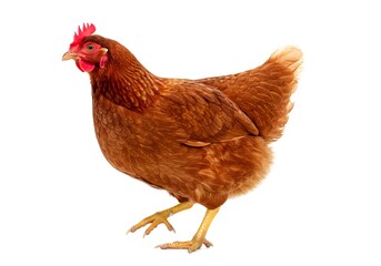 Fototapeta premium Single brown hen standing against white background