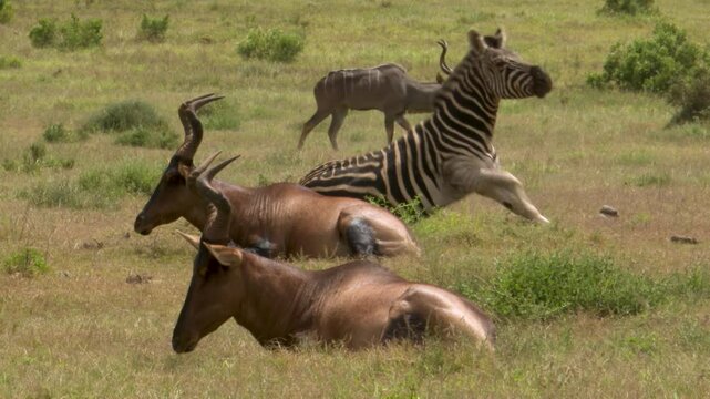 Zebra rolling in the grass with Hartebeest and kudu