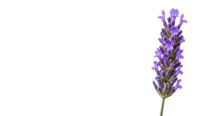 Naklejka premium A single stem of blooming purple flowers on a black background, petals opening up the stalk