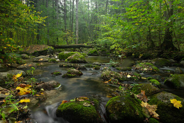 Autumn Forest Stream Flowing Over Mossy Rocks Beneath Canopy