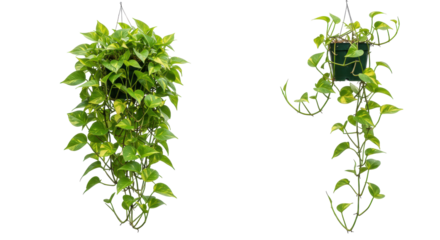 Two hanging, leafy green plants with light yellow colorations of varying shapes