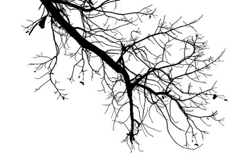 Black and white illustration of natural large old oak tree branch with leaves on transparent background